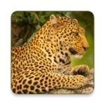 wild animals documentary android application logo